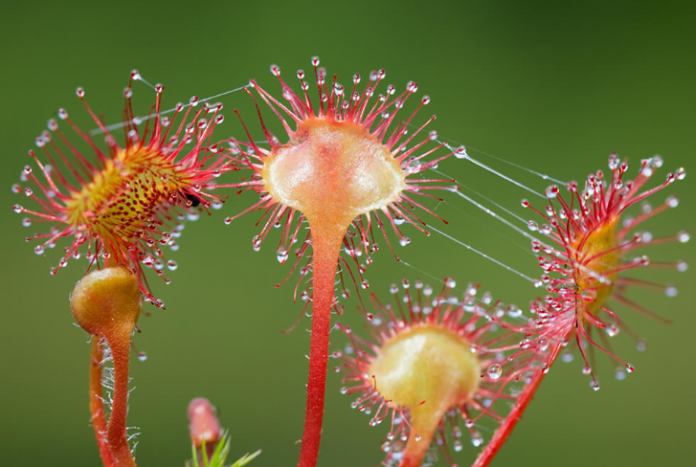 Lulja Drosera