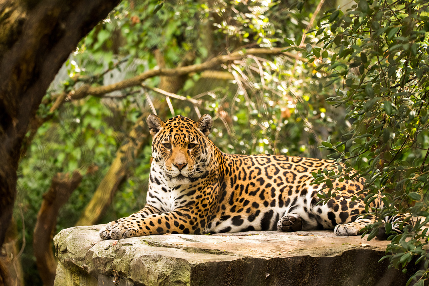 Jaguarët e parë të lindur në botën e egër pas 70 vjetësh - Dukagjini